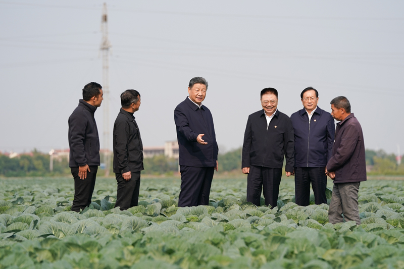 11月4日至6日,中共中央总书记、国家主席、中央军委主席习近平在湖北考察。这是5日上午,习近平在咸宁市嘉鱼县潘家湾镇十里蔬菜长廊考察时,走进田间,察看蔬菜长势。